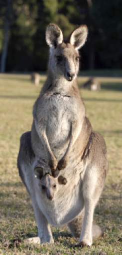 Eastern grey kangaroo & joey