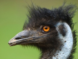 Emu at Tower Hill
