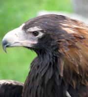 Wedge-Tail Eagle