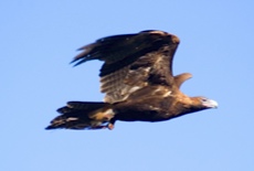 Wedge-Tail Eagle in flight