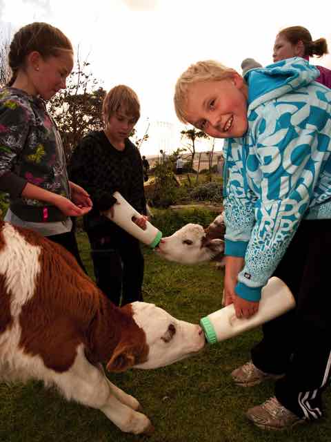 Feeding calves on the farm